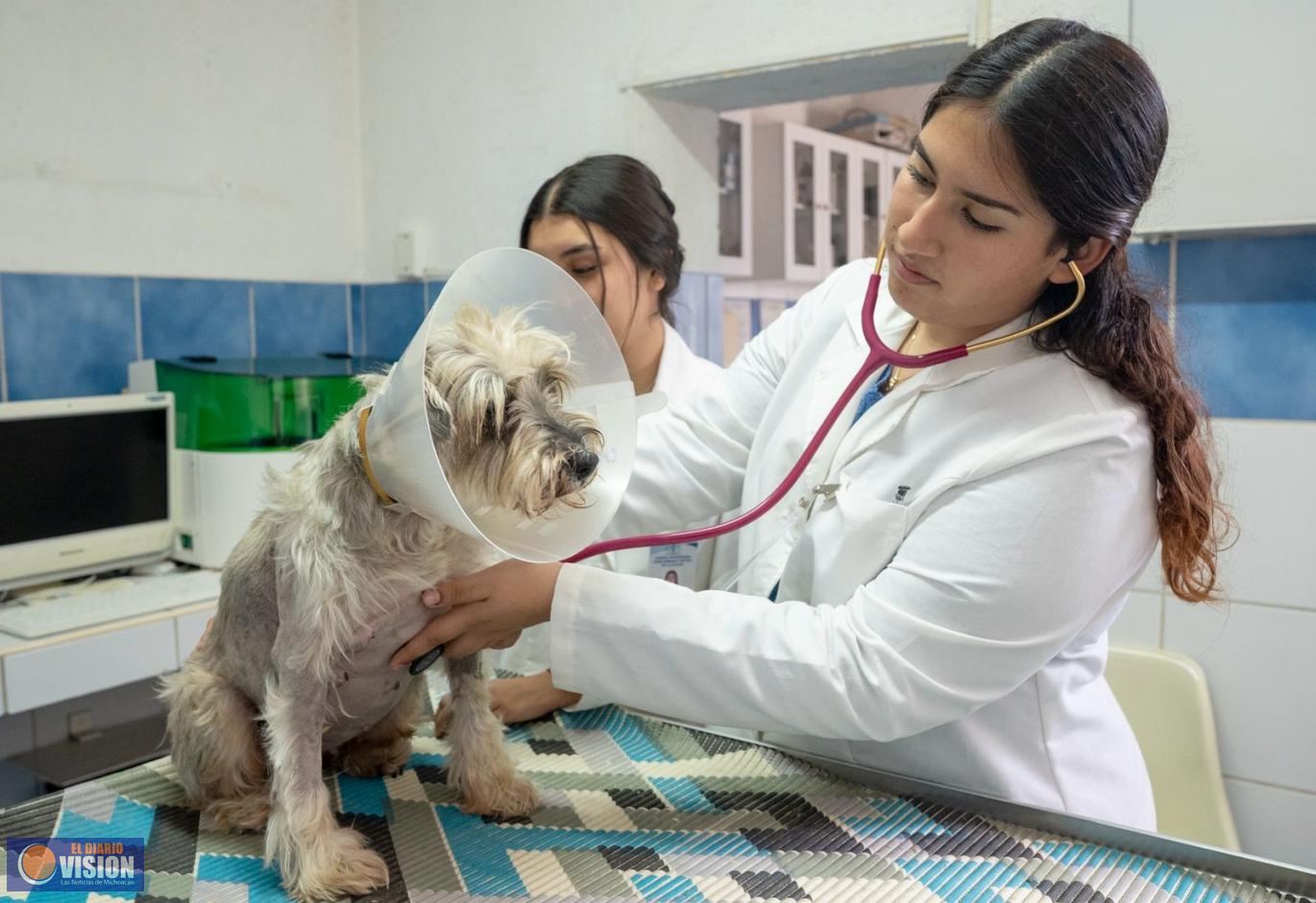 Licenciatura en Medicina Veterinaria y Zootecnia, está en proceso de Reacreditación 