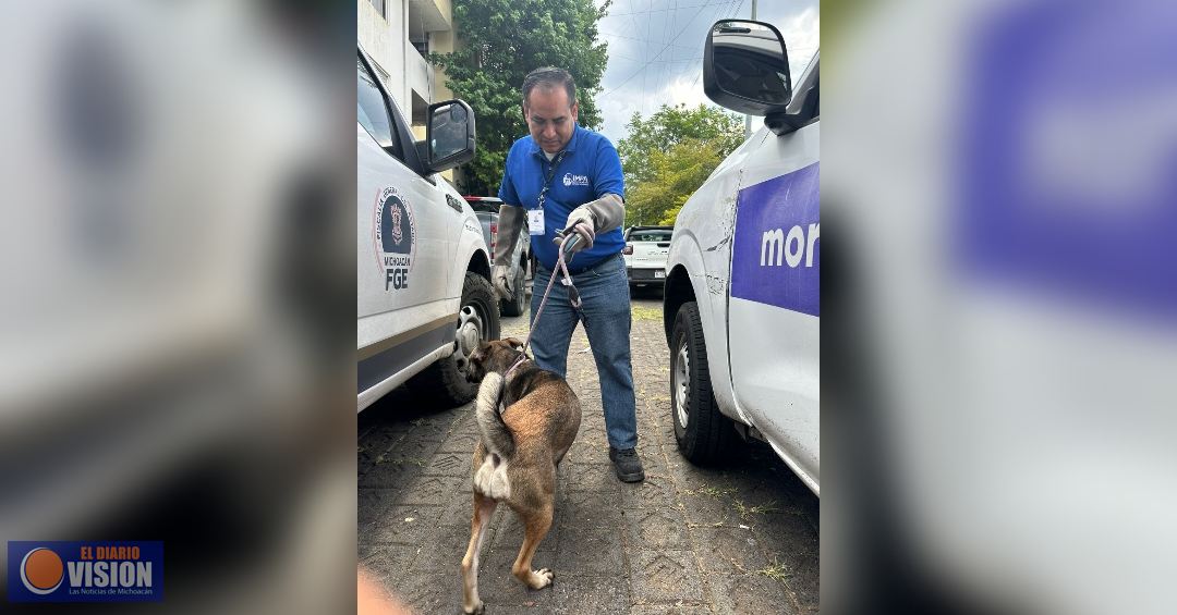 Colaboran IMPA y FGE por el bien animal