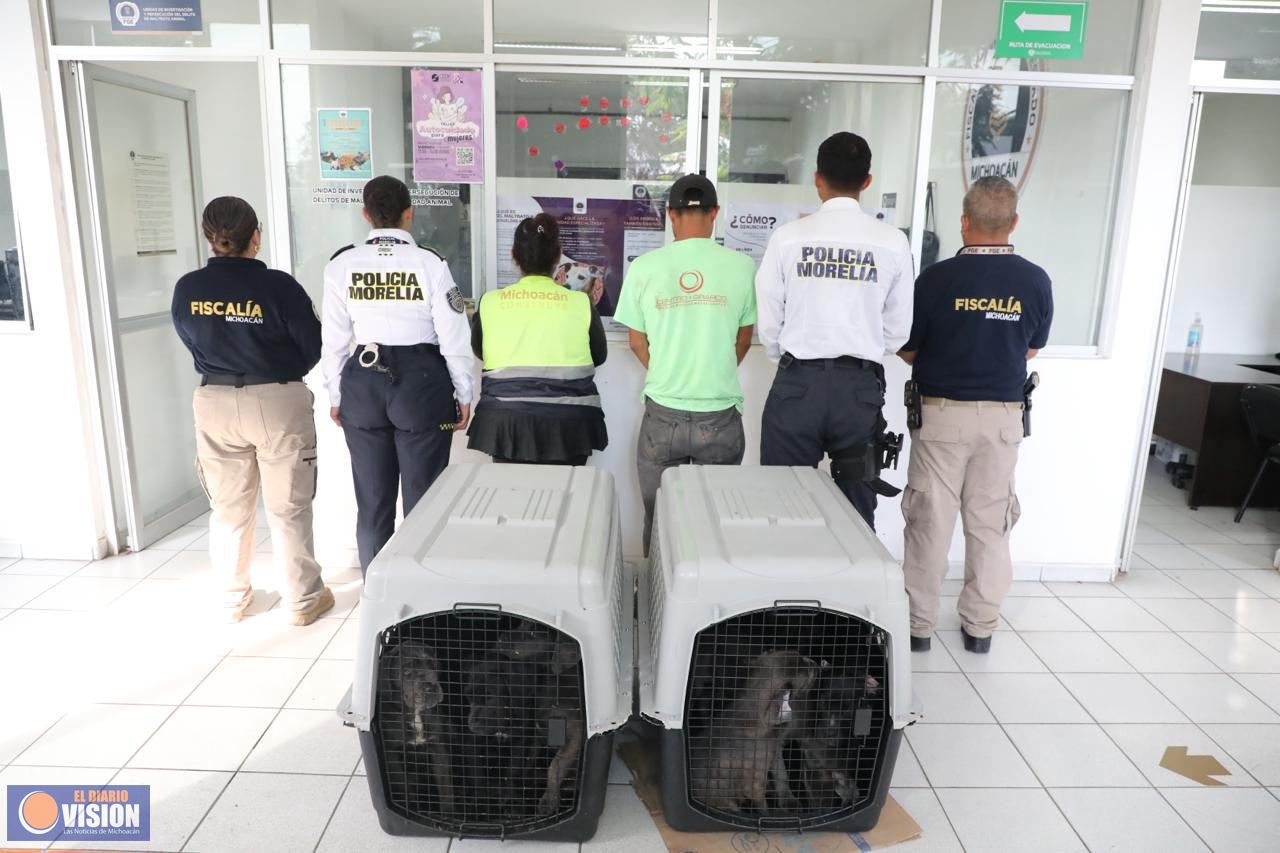 FGE investiga venta ilegal de seres sintientes; rescatan a 8 cachorros y disponen a dos personas