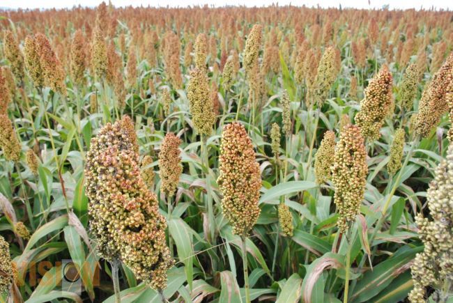 Arranca Nu-3 campaña de compra de sorgo michoacano