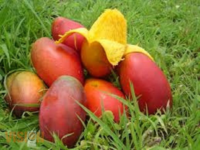 México, el mayor exportador de mango en 2013 aumentaron sus ventas el 16%