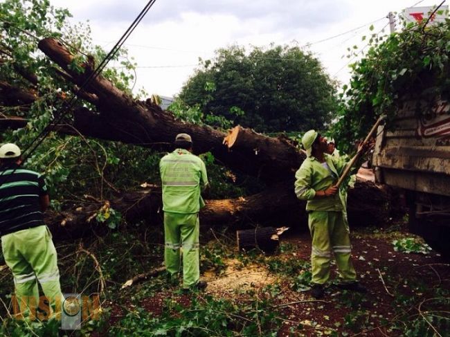 Ayuntamiento de Morelia atiende a llamado por caída de árbol por lluvia