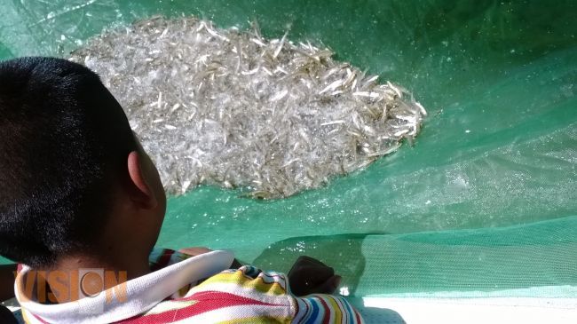 Sembradas 150 mil crías de pez blanco en Santa Fe de la Laguna.
