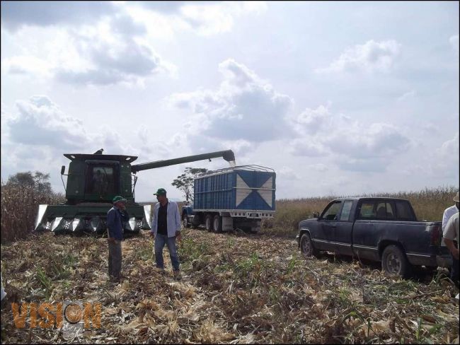 SEDRU anuncia ingreso objetivo para maíz, trigo y sorgo de la temporada primavera.