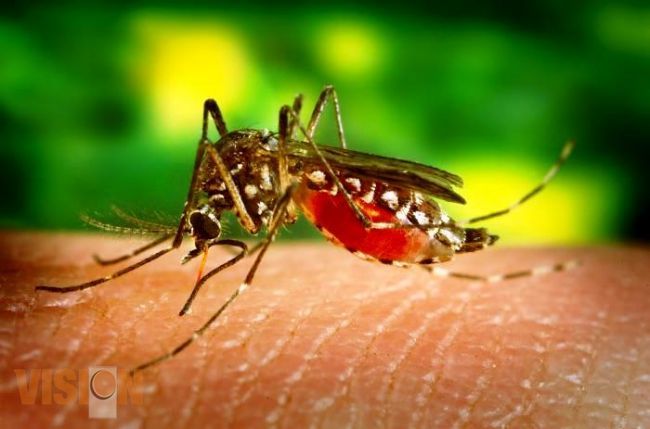 25 de abril, Día mundial de paludismo