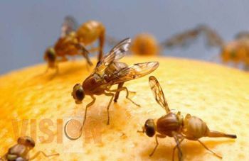 acciones de SAGARPA que realiza por control de moscas de la fruta han fortalecido las exportaciones