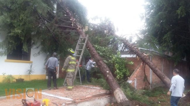 Atiende Ayuntamiento caída de árboles en Campestre Las Huertas