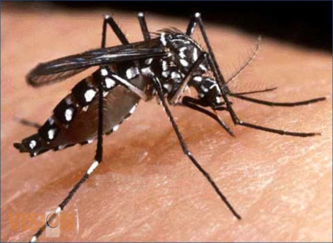 Realiza SSM más de 54 mil tareas de control larvario para evitar proliferación de virus Chikungunya