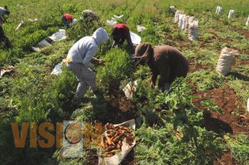 No registra Morelia afectaciones de cultivos por heladas