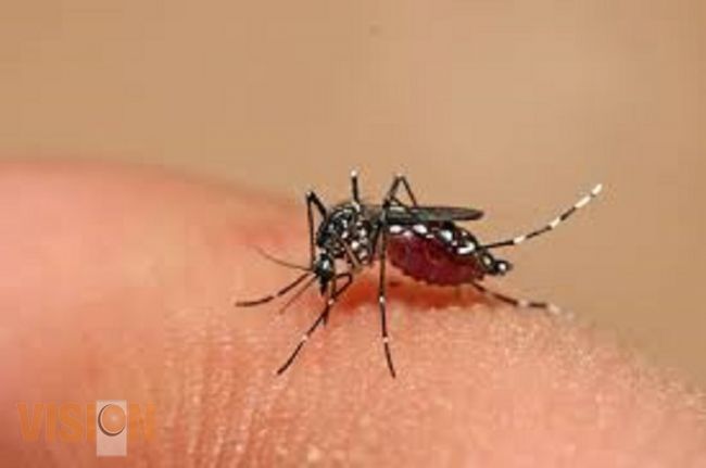 Vacuna contra el dengue no sustituye las acciones de prevención 