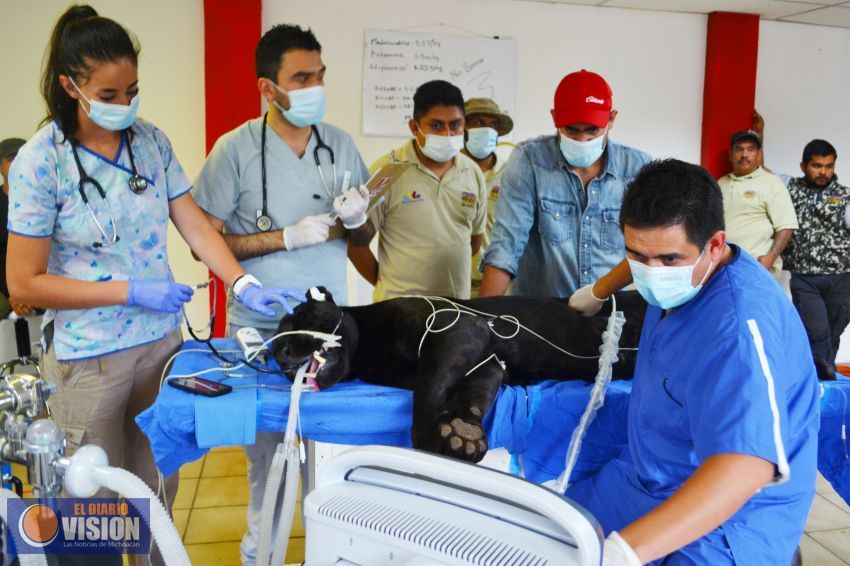Realizan examen médico a jaguares del Zoológico de Morelia