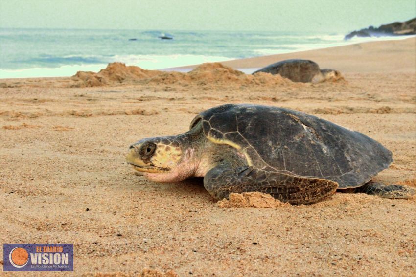 Miles de tortugas llegan a las costas michoacanas