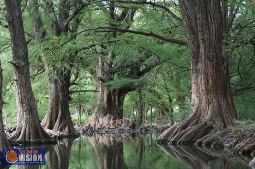 Michoacán mostrará su riqueza forestal