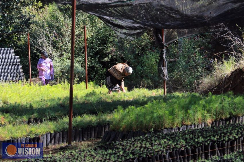 Decreto por los bosques garantiza el derecho al medio ambiente en Michoacán  