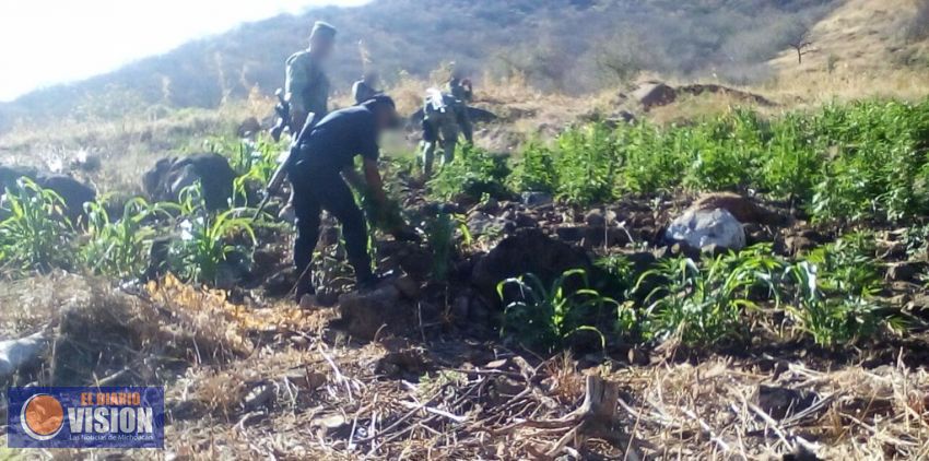Sedena y SSP destruyen plantíos de marihuana en Churumuco