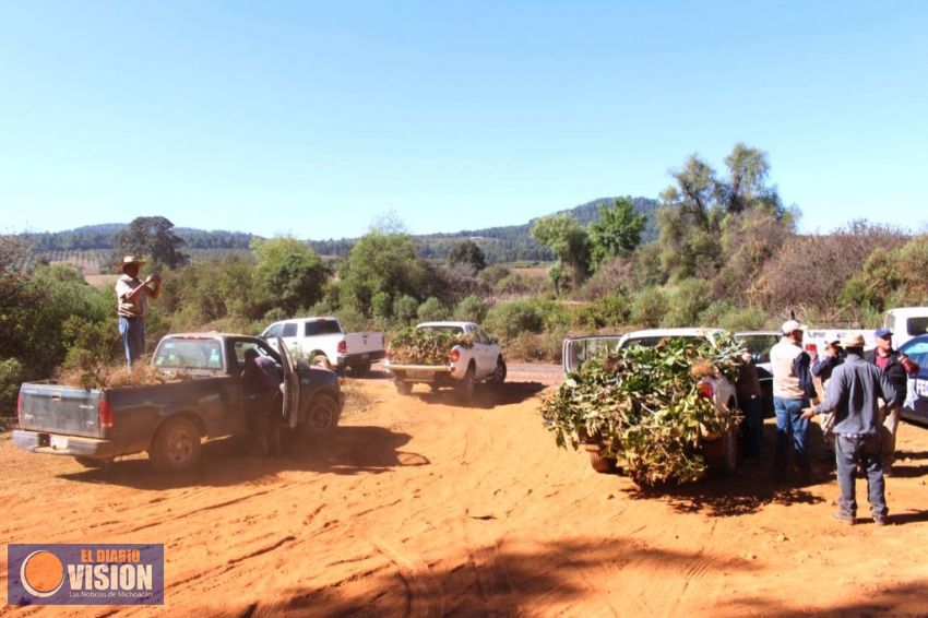 Mesa de Seguridad Ambiental realiza segundo desmantelamiento de huerta ilegal en Zirahuén 