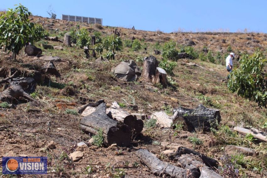 Más de 600 plantas de aguacate se desmontaron en región oriente de Michoacán  