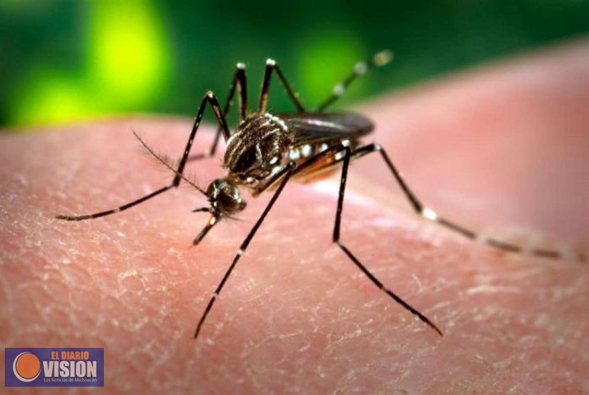 Se mantiene en ceros la incidencia de chikungunya y zika en Michoacán