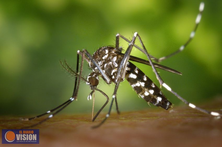 Sin casos de chikungunya y zika en Michoacán: SSM