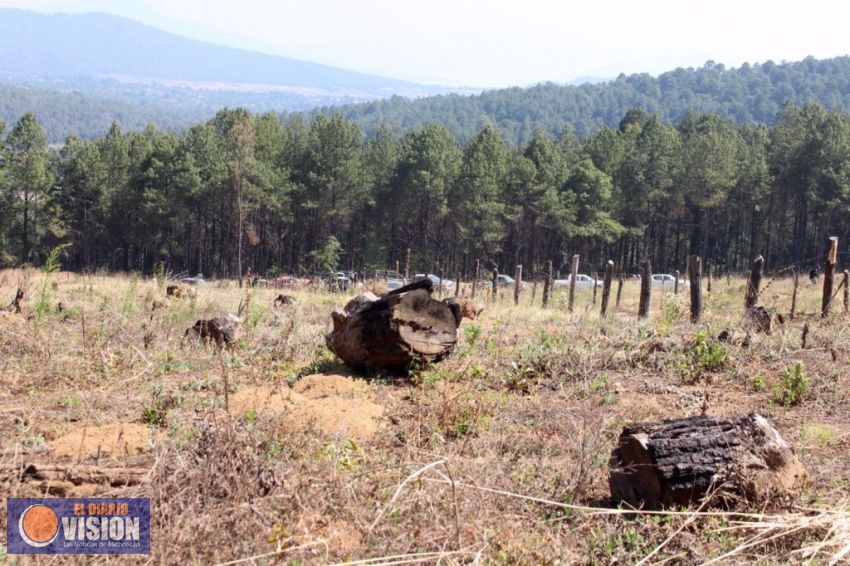 Autoridades ambientales y de seguridad destruyen primera huerta ilegal de durazno