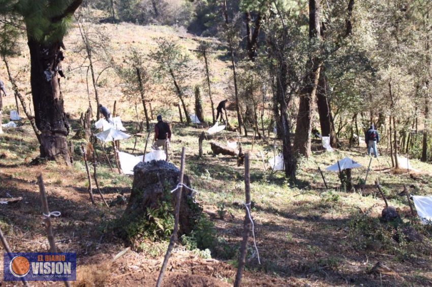 En Michoacán no se detendrán los operativos de cambio de uso de suelo 