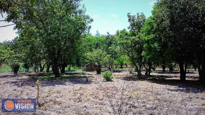 Ilegalidad forestal en Michoacán no se combate con ilegalidad de la autoridad estatal: Profepa