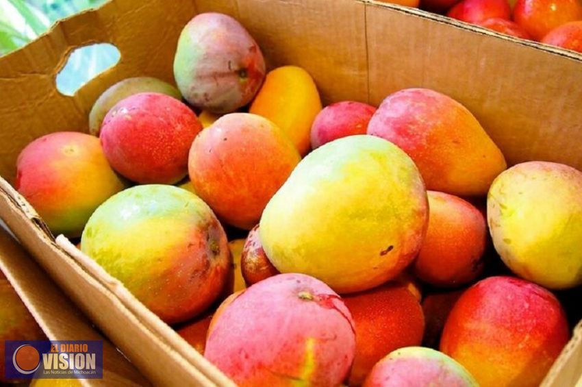 Michoacán, primer exportador de mango del país: Sigala  