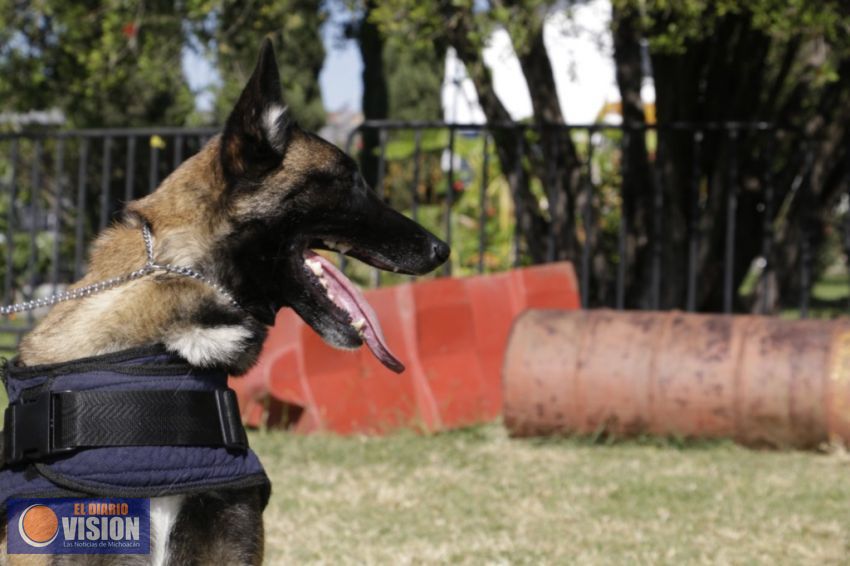 Canes de la SSP, entrenados para guardia y protección 