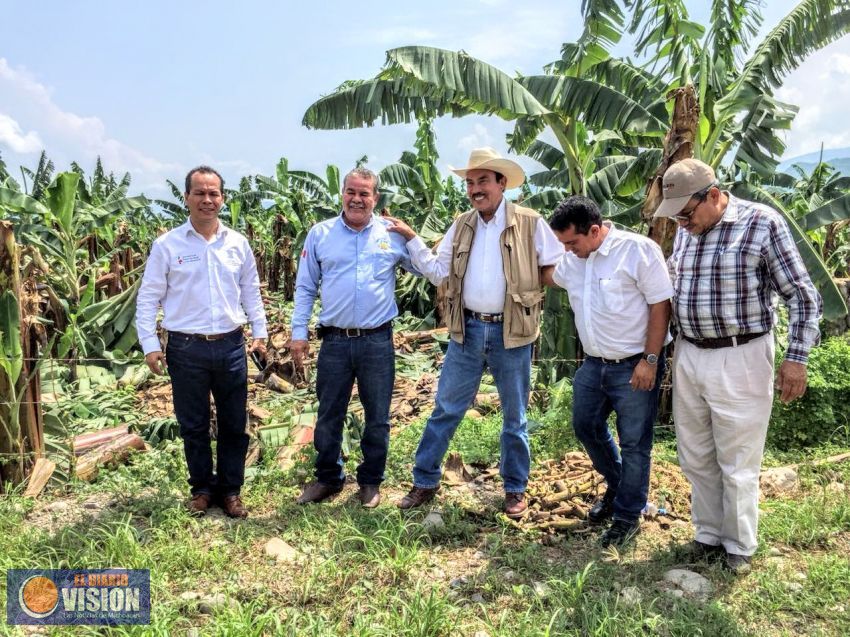 Atiende Sedrua daños en cultivos de plátano por tromba