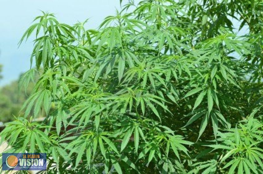 Regulación de cannabis no debe poner en riesgo la salud