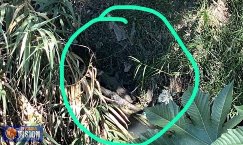 Zoológico de Morelia no pudo atrapar al cocodrilo; aún sigue en el Fraccionamiento, denuncian
