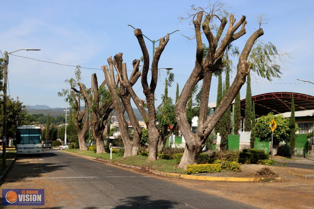 Parques y Jardines combate la plaga del muérdago en la ciudad