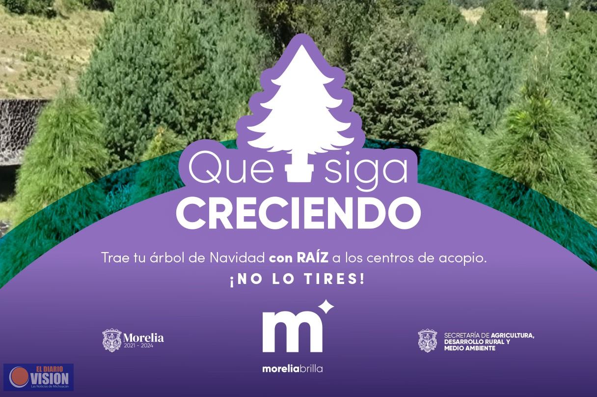 Aún hay tiempo para rescatar tu árbol navideño