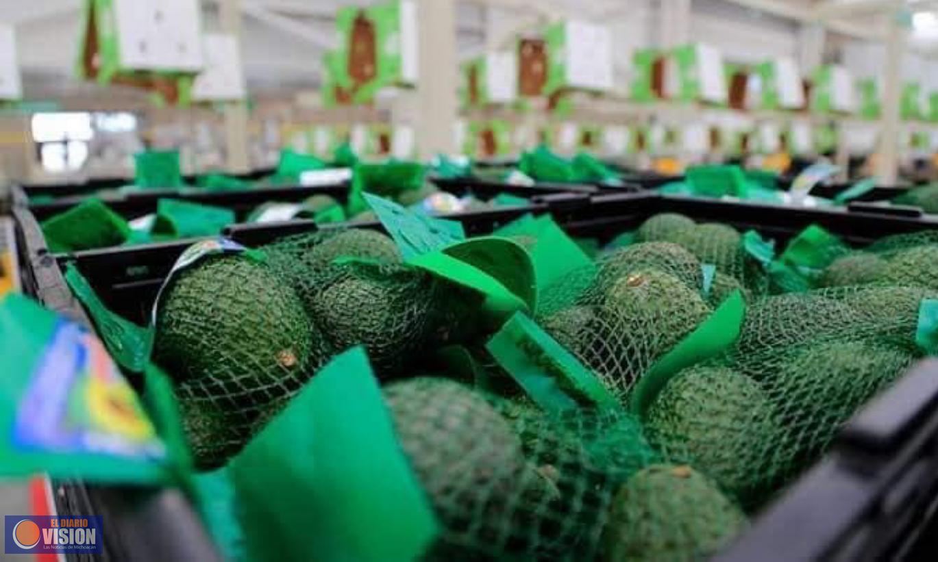 Sin fecha de reanudación de exportación de aguacate michoacano a Estados Unidos 
