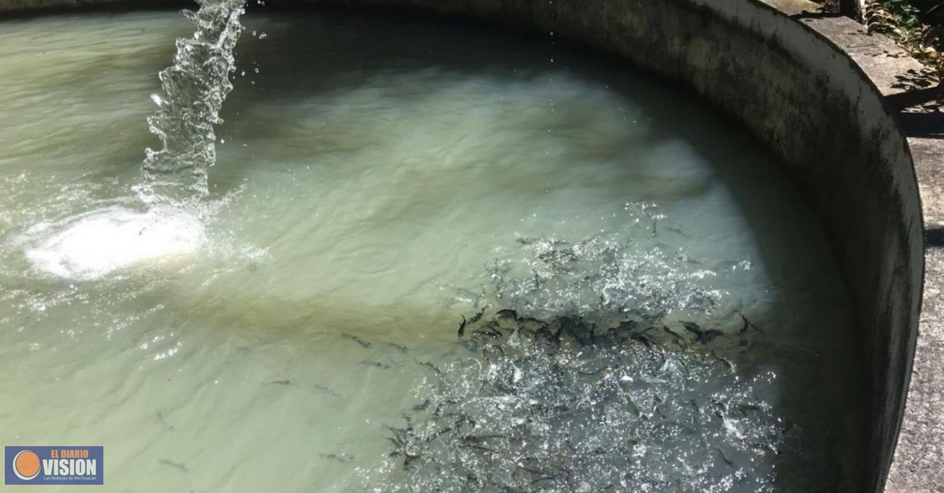 Riqueza y variedad en producción ofrece la zona sur de Morelia