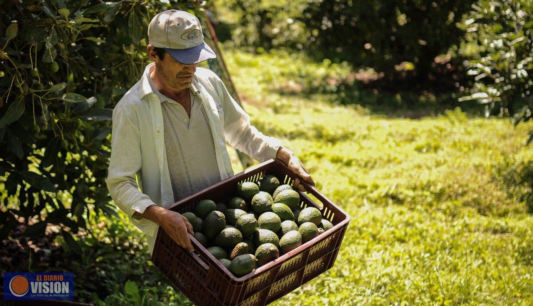 Crísis de aguacate, se alarga y agudiza 