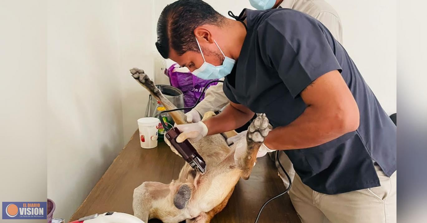 Realiza SSM jornada de esterilización gratuita de perros y gatos en Apatzingán