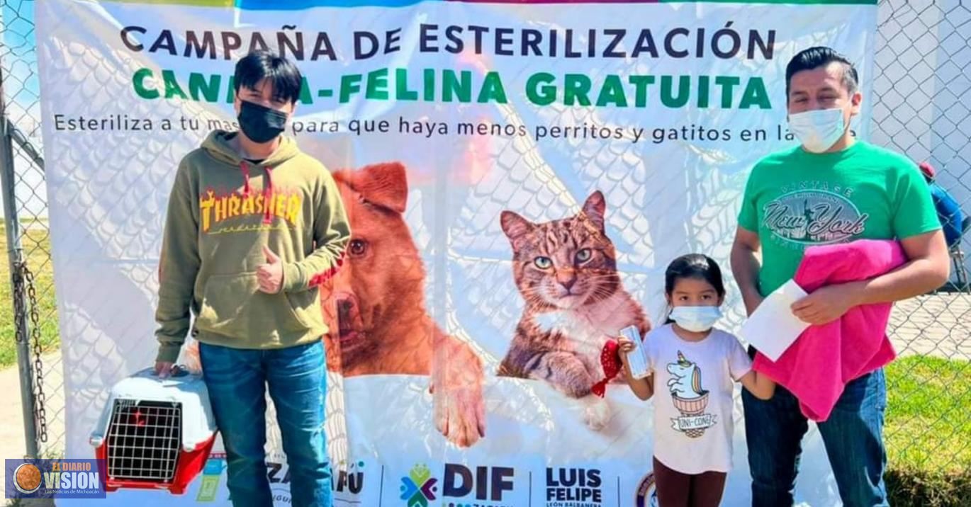 Gobierno de Zacapu y rescatistas independientes, realizaron segunda campaña de esterilización canina