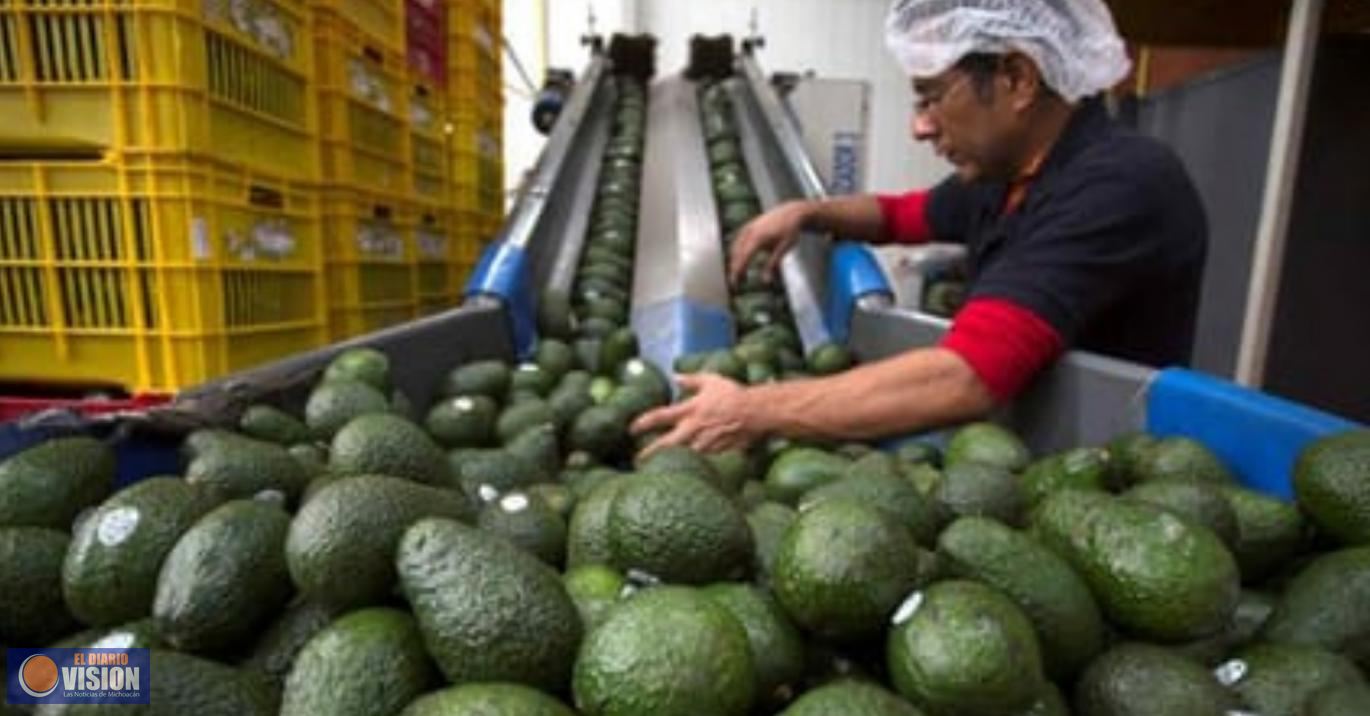 Fuerte competencia a Michoacán, inicia Jalisco, exportación de aguacate