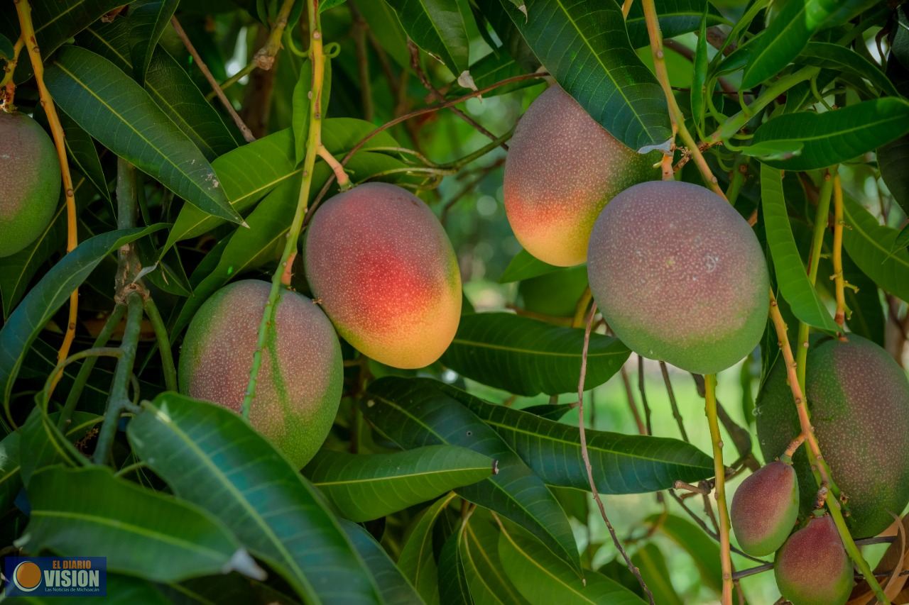 Este fin de semana, Invita Gabriel Zamora a su Feria del Mango