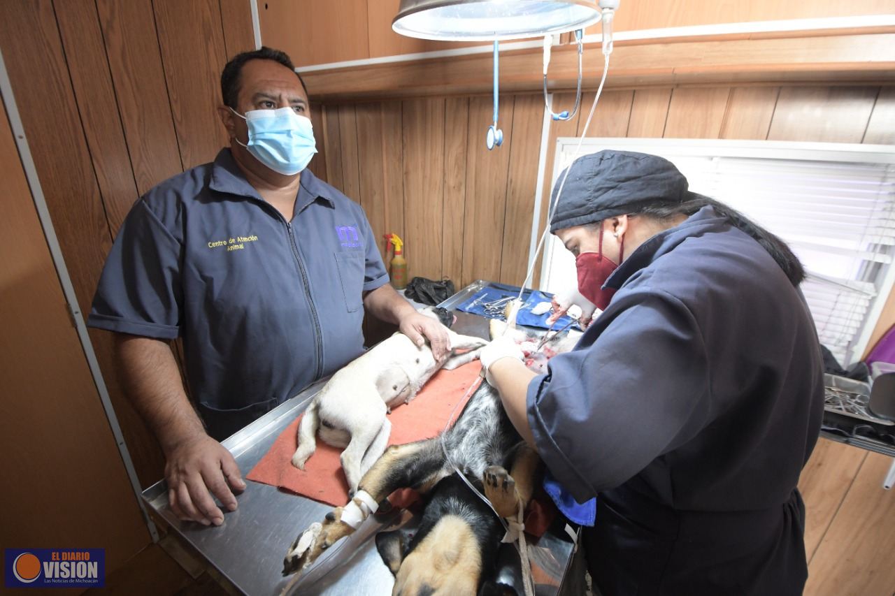 Gobierno Municipal impulsa “Campaña de vida”; esterilizaciones animales en zona poniente de Morelia