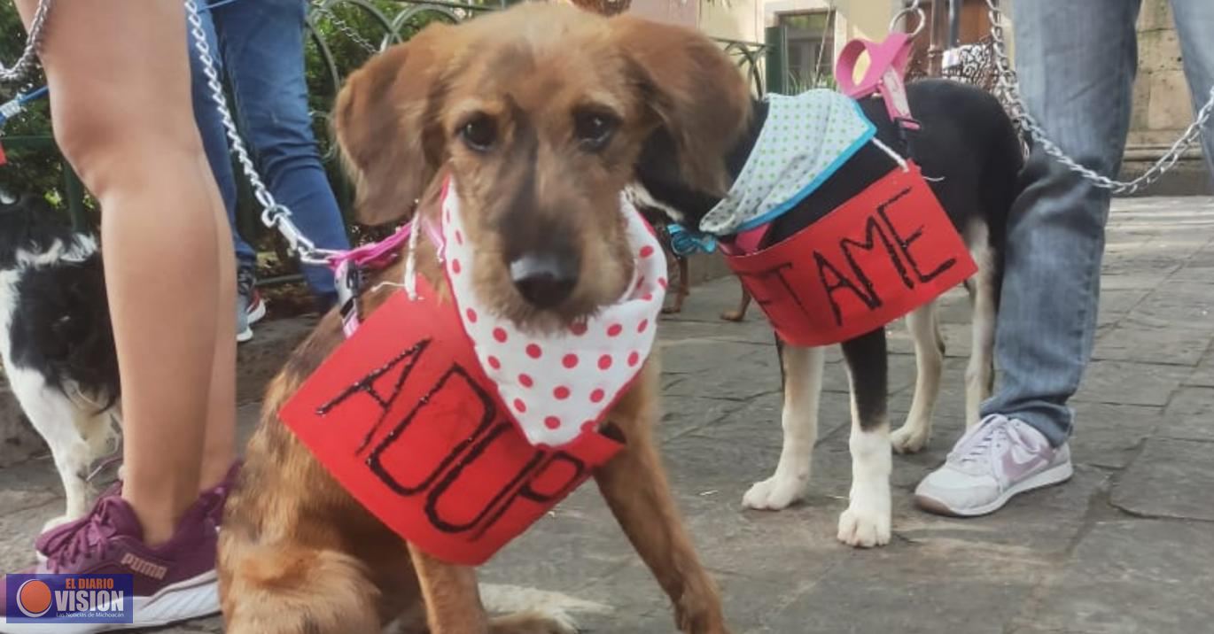 Con Caravana Canina CAA de Morelia promueve adopción de perros