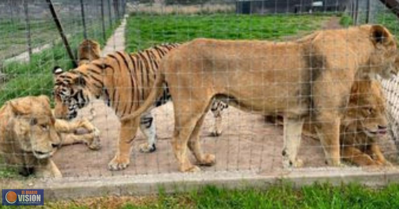 Zoológico de #Morelia, listo para recibir a felinos de fundación Black Jaguar-White