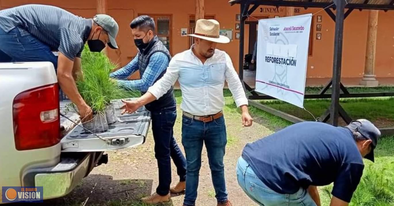 Salvador Escalante adquiere 100 mil árboles para reforestar zonas dañadas por incendios