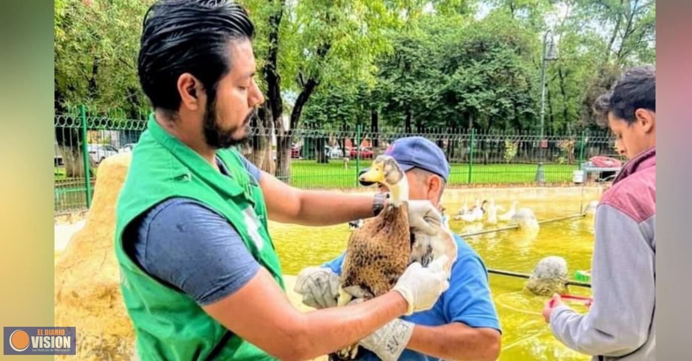 Gobierno Municipal da brillo a la Fuente de los Patos, del Bosque Cuauhtémoc