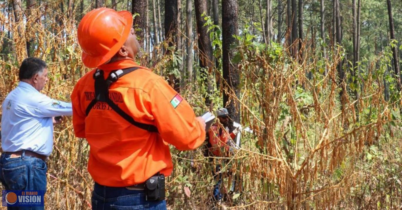 Gobierno de Nacho Campos realiza trabajos de prevención y saneamiento en áreas forestales