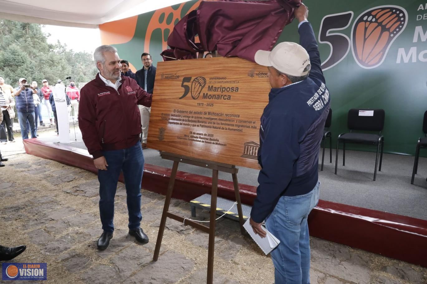 Bedolla celebra aumento de 99% de ocupación de la Monarca en bosques de Michoacán y México