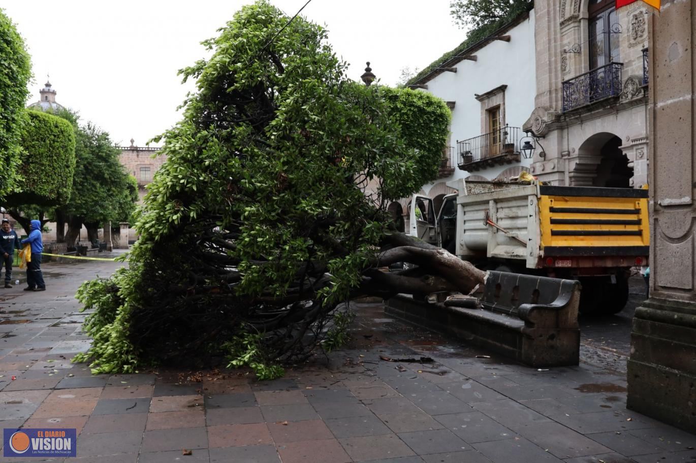 Gobierno de Morelia retira 2 frondosos árboles caídos por las lluvias