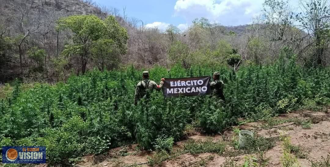 Ejército localiza y destruye 4 plantíos de marihuana en Arteaga