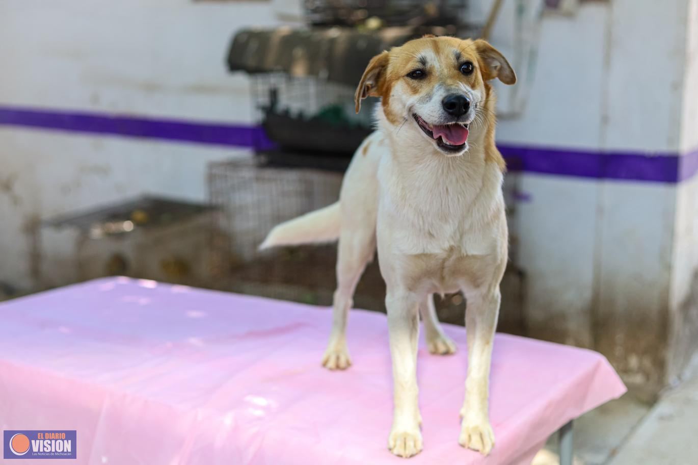 Invita Gobierno de Morelia a feria de adopción